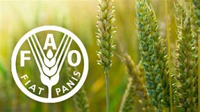 176th session of the FAO Council 176th session of the FAO Council