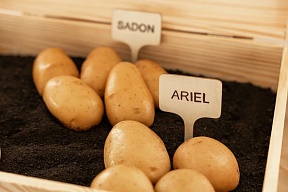 International Day of Potato International Day of Potato
